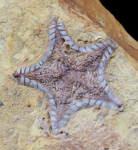 Rare, Cretaceous Starfish (Marocaster) - Morocco #48584